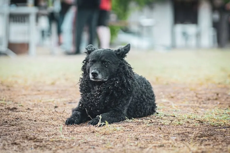 Mini Alpárfeszt // Rakpart 62. // Szeged